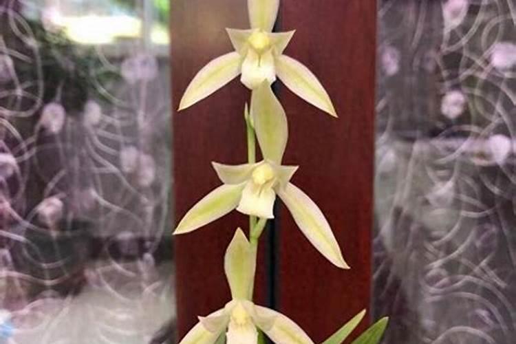 苹果树补钙的叶面肥有哪些