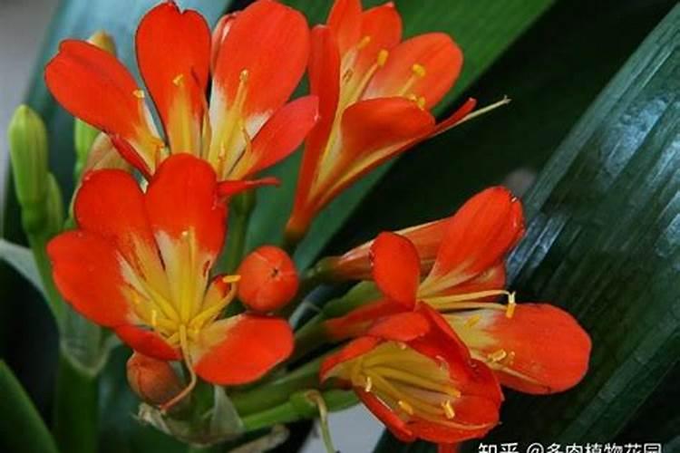 用什么肥料浇灌君子兰长得快