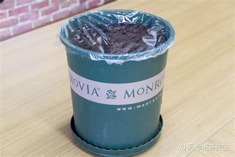 发酵红糖水做肥料怎么用