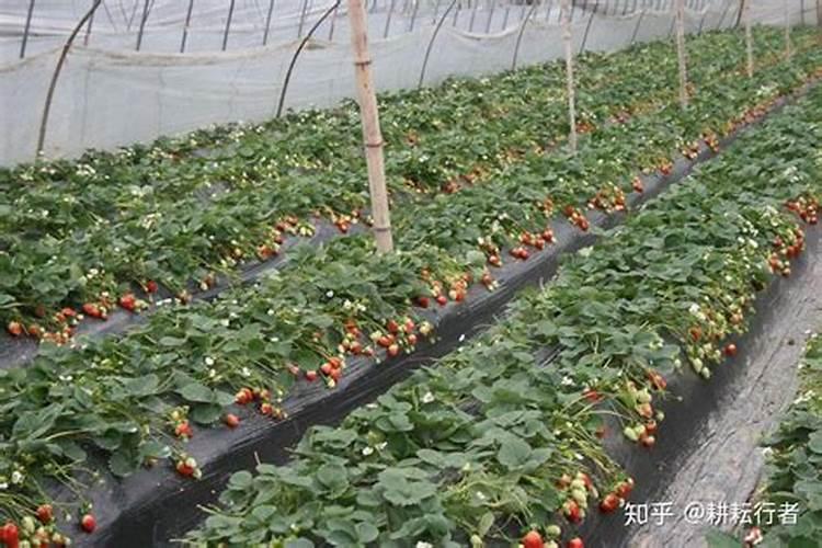 露地草莓刚移栽2天,什么时间浇水最好