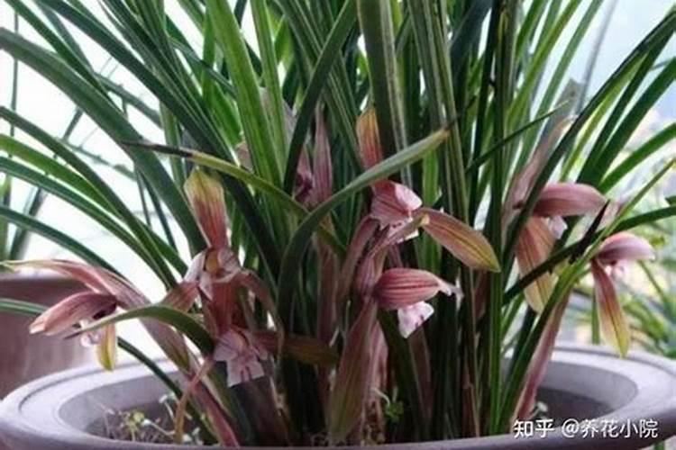 龙眼树怎么矮化