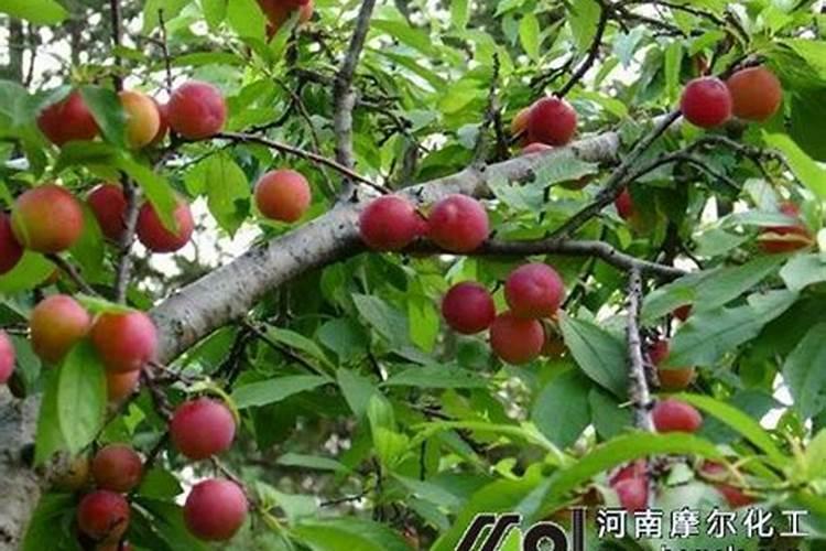 李子树施什么肥好