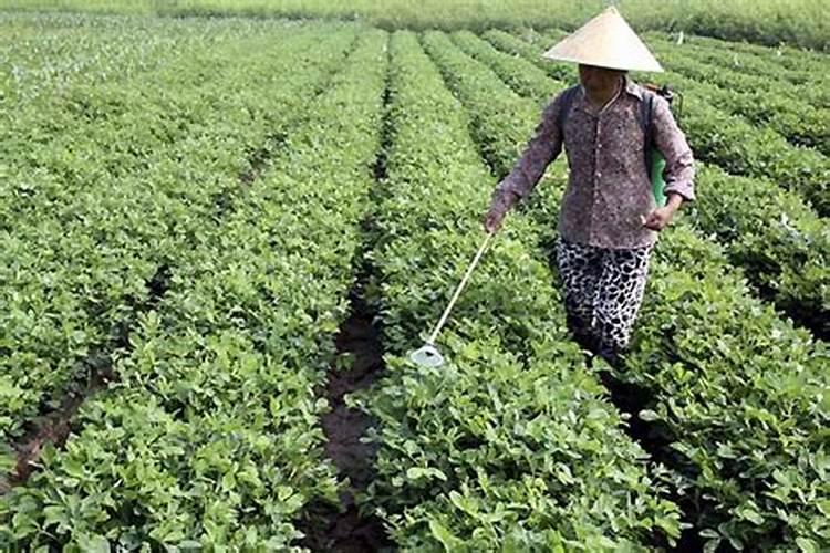 花生怎样种植和管理才能高产？