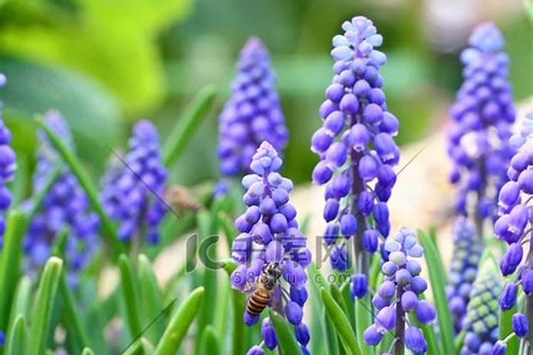 葡萄风信子怎么施肥