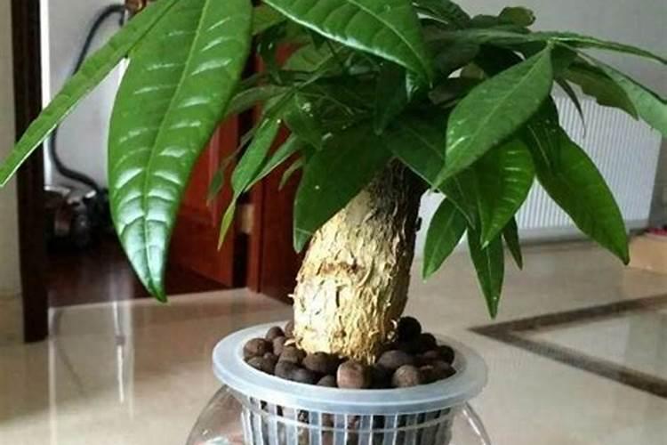 中微量元素肥可以用到铜钱草里吗