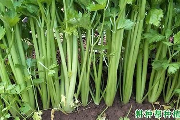 芹菜的需肥特点和芹菜的施肥选择都有哪些要点？