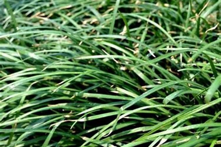 麦冬高产施肥方案