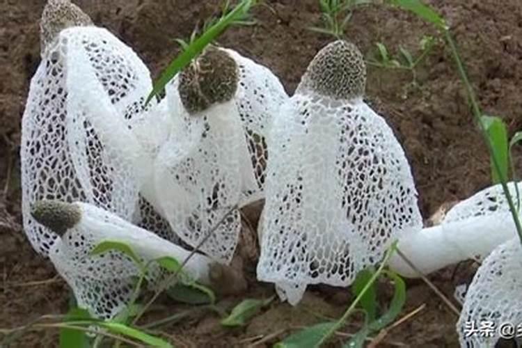 中国最好的果树叶面肥有哪些？