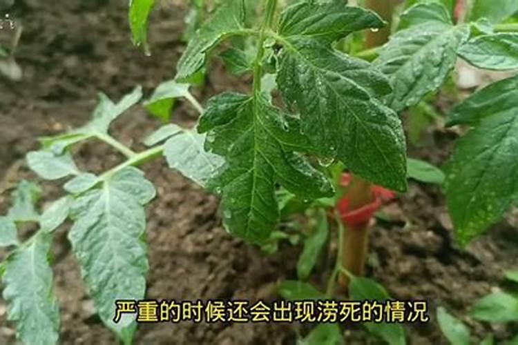 玉米为啥会死苗、红苗、紫苗？快来看看是咋回事儿!