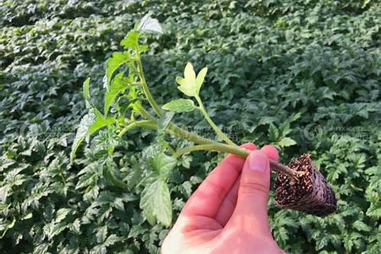 越夏冷棚西红柿全程浇水施肥方案