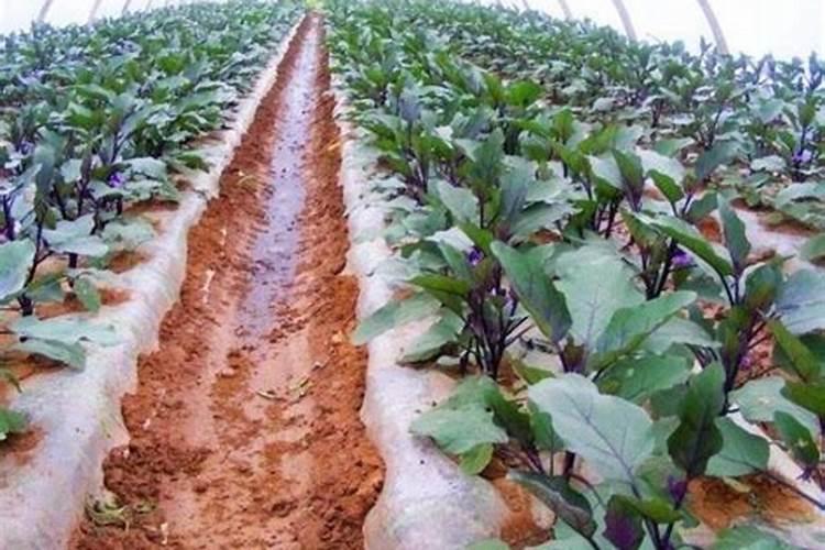 茄子什么时候施肥最好