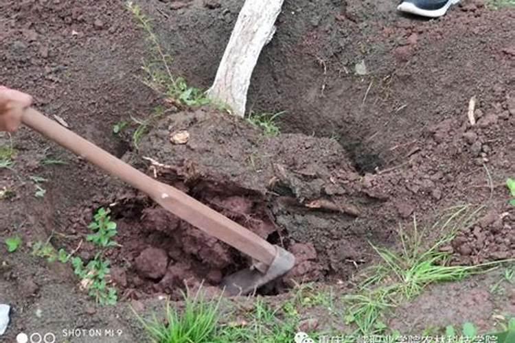 刚栽的小树苗可以施磷肥吗？