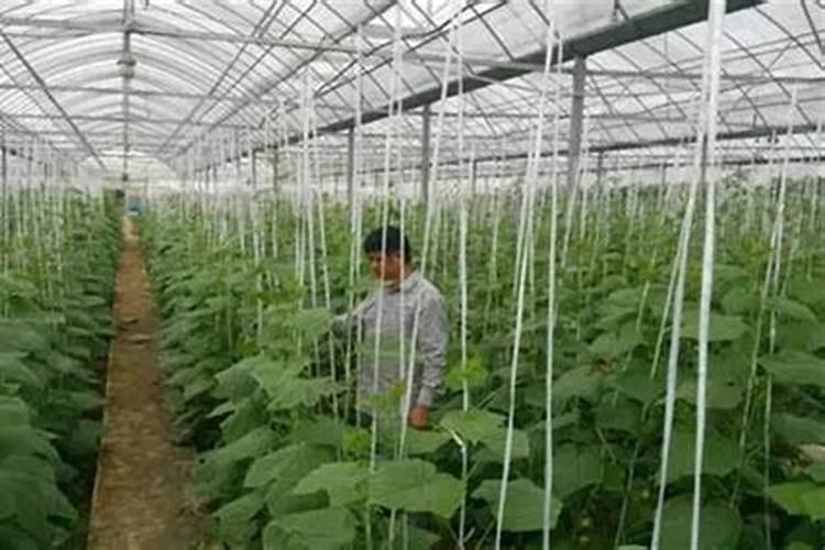 有机肥的正确使用方法