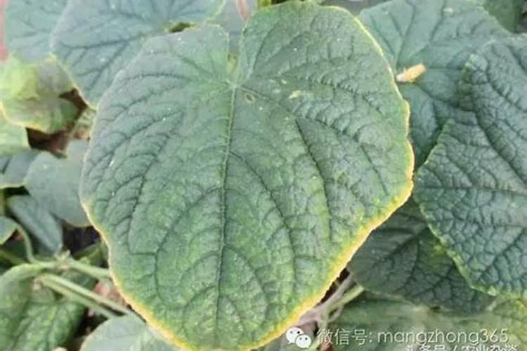 下了4天雨节瓜黄瓜怎样管理才好？