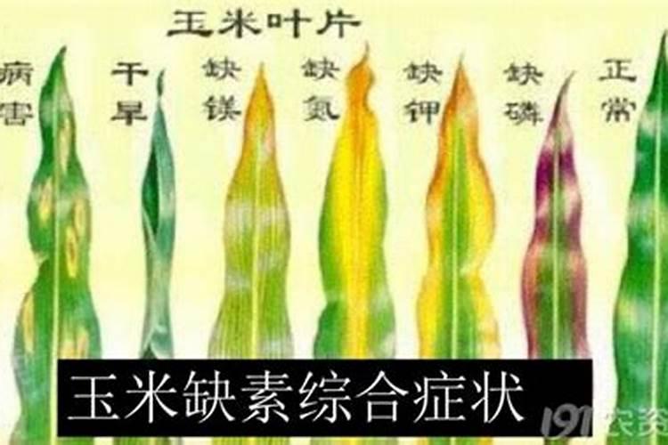 钾肥是什么肥料 植物缺少钾肥会怎么样