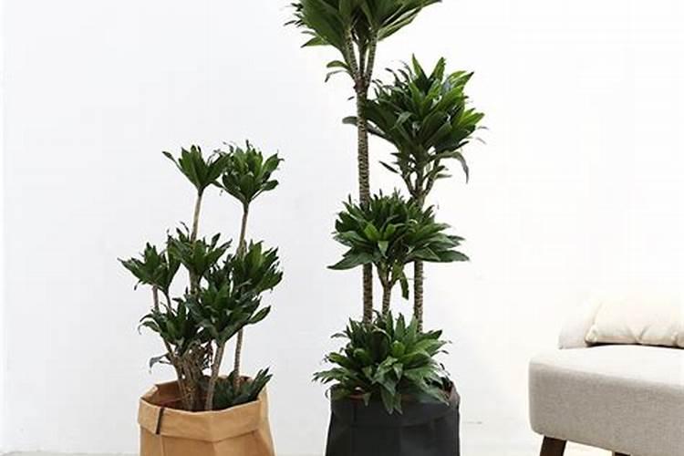 太阳神植物怎样变多头？