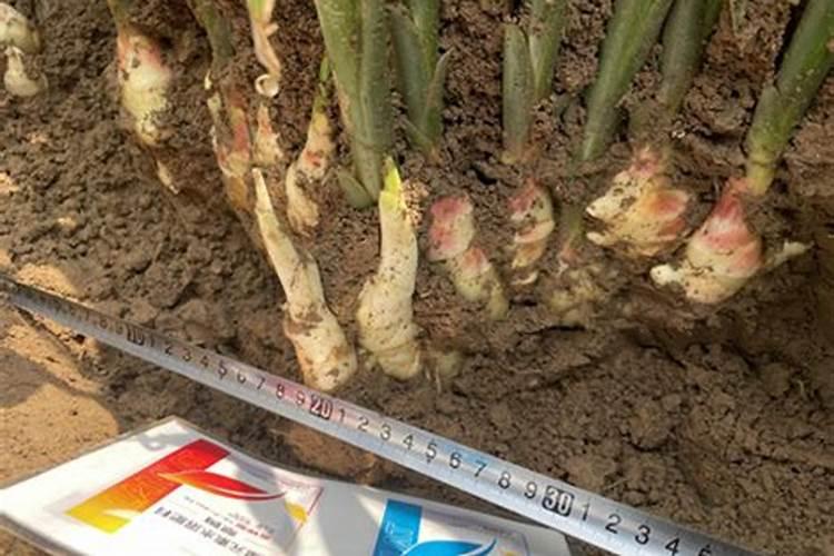 茄果类菜盛果期根部撒施肥每株每次施磷酸二氢钾5克正确吗