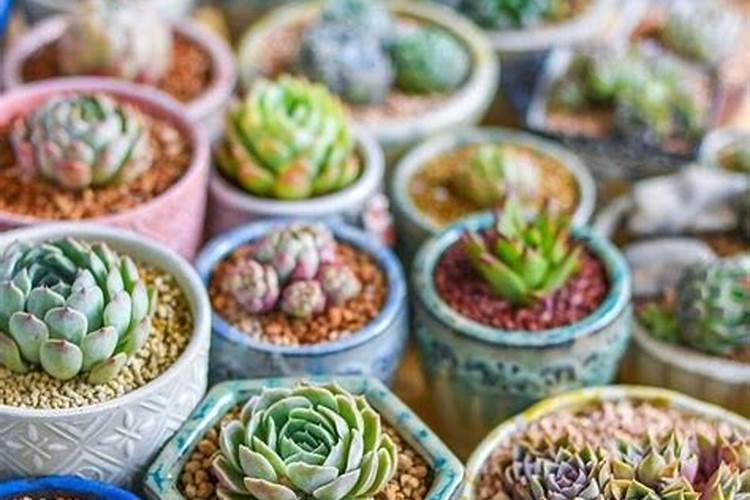 荷兰皇后多肉包菜怎么养