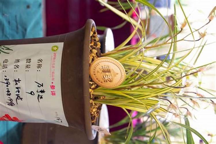 兰花换盆多久能用生根粉 兰花换盆多长时间能用生根粉