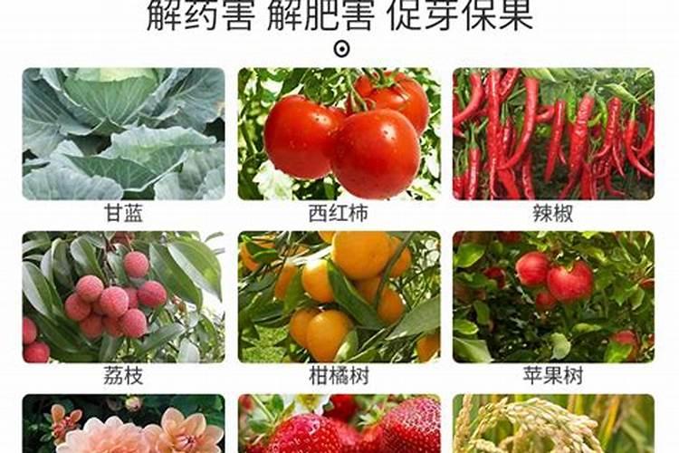 山木香嫁接月季好吗(山木香可以嫁接什么品种月季)