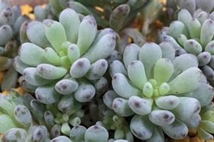 请问有机肥中氮、磷、钾含量的标准比例是多少,有机质与总养分是...