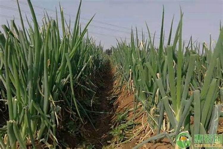 养花用什么肥料最好又美观;养花的氮肥有哪些