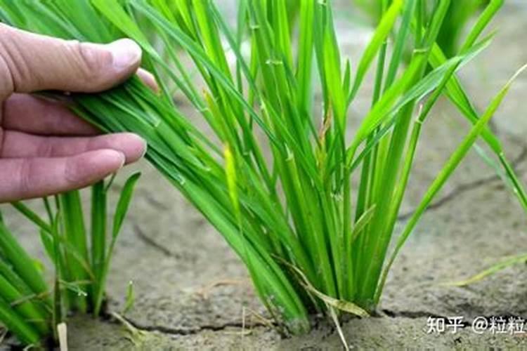 次生植物物质含氮化合物
