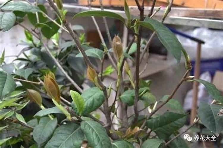 盆栽茶花的施肥方法