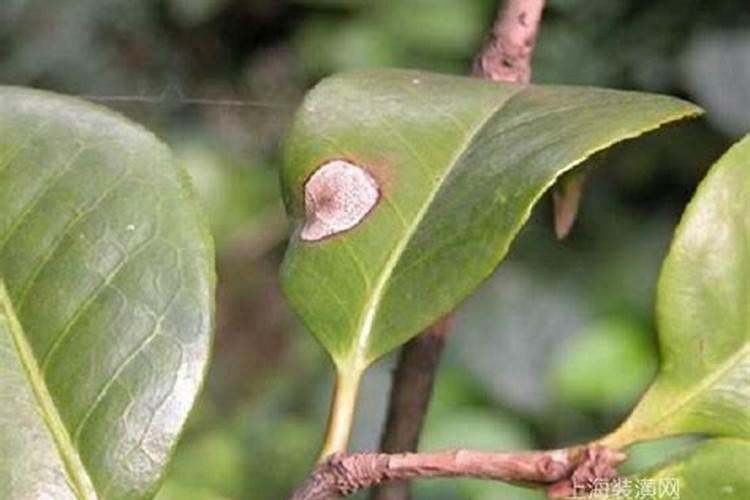 紫花苜蓿头茬收过后灌水使用哪种化肥好？