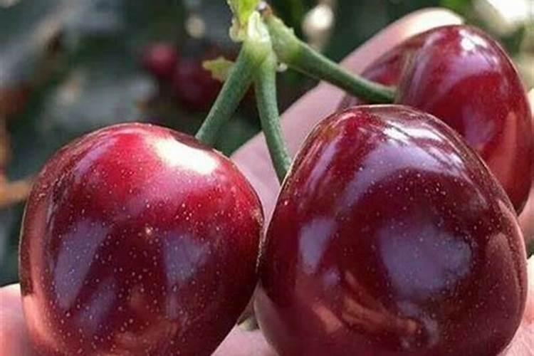 车厘子施肥时间和方法