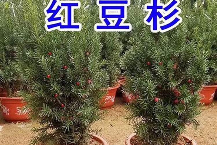 桃子喂什么肥料增甜