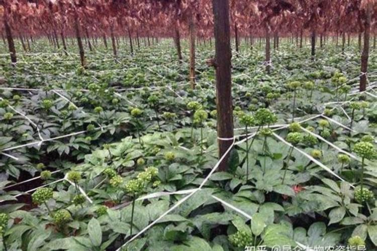 香蕉种植根腐病如何防治？香蕉烂根根腐用什么药效果好!