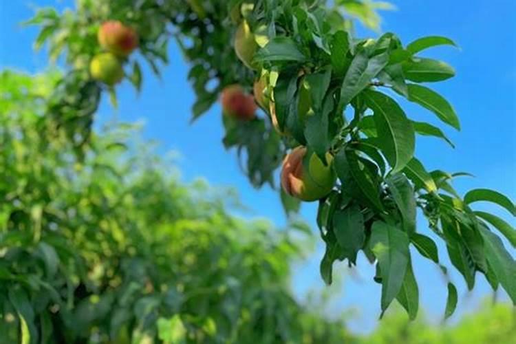 果树开花不结果用磷酸二氢钾？