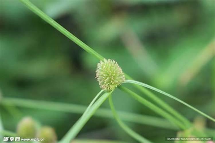 精草铵膦铵盐除草剂的用量是多少