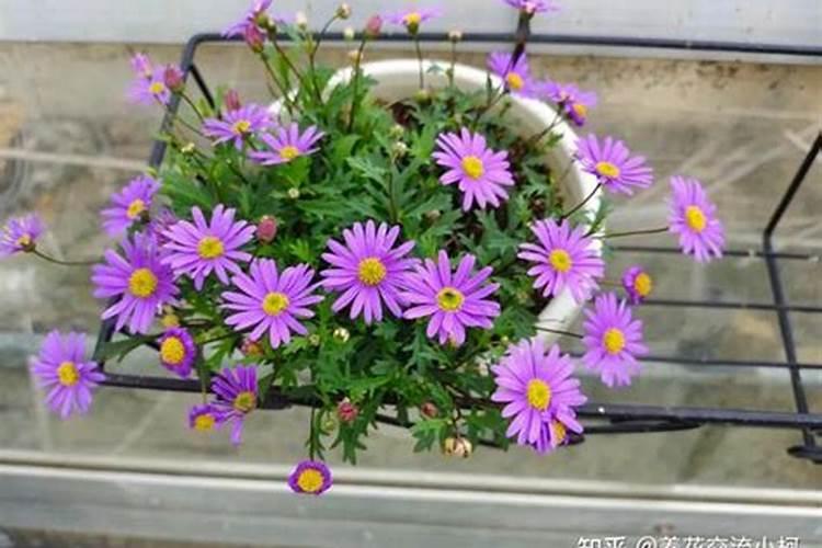 菜花怎样施肥,花长最大