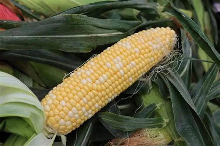 史可丰复合肥多少钱一吨？