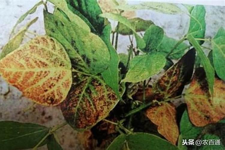 豆角出现黑斑是怎么回事