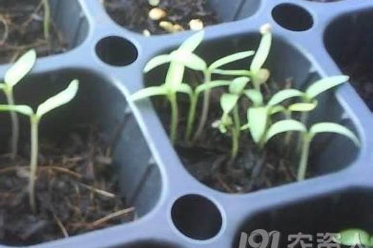 白菜不包心用啥方法 白菜不包心怎么办