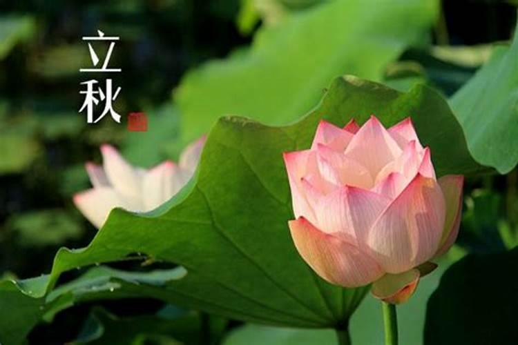 在给作物使用钙肥时,都有哪些误区需要避开？