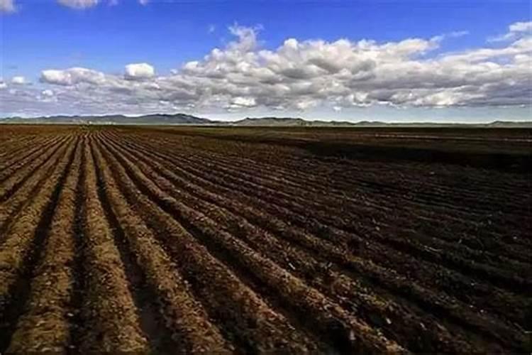 黄土地和黑土地哪个更肥沃？