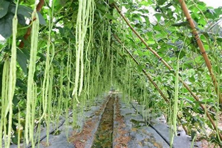 豆角喜欢什么肥料最好