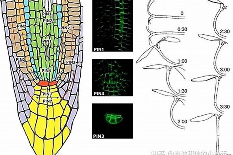 鱼油和鱼蛋白哪种做肥料好