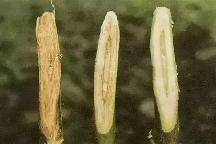 棉花枯萎病和黄萎病怎么防治？