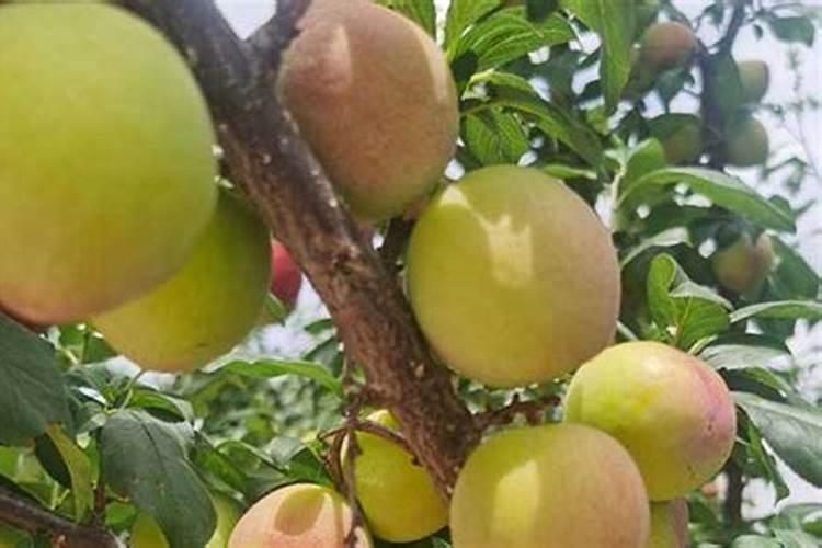 李子树春季施什么肥吧