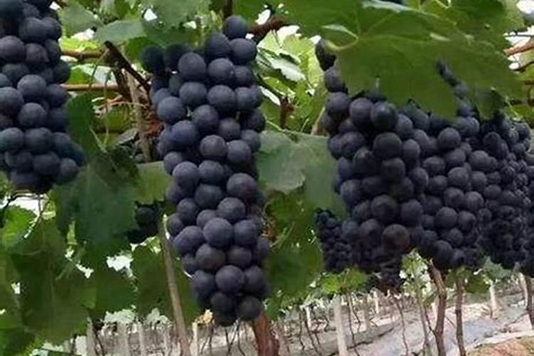 矿源黄腐酸钾在葡萄上什么时候用好？多久冲施一次促果增产