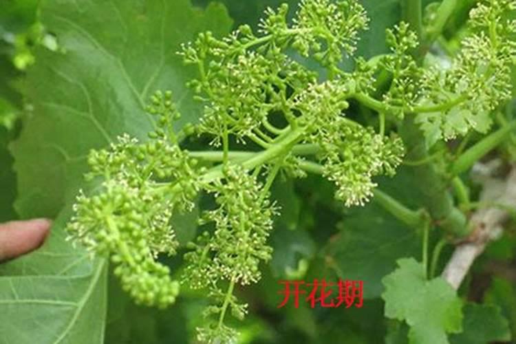葡萄开花期施什么肥 适合葡萄开花期施的肥