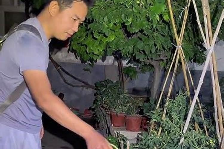 番茄坐果后怎样施肥？西红柿叶面肥喷施注意什么？