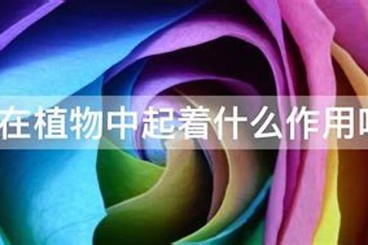 中药材半夏壮根肥什么时候施肥,中药材半夏地下茎块膨大剂？