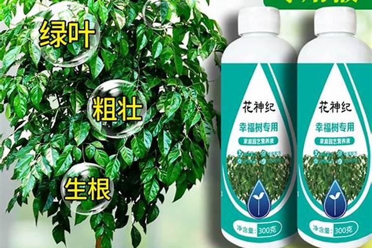 幸福树肥料什么花还能用？