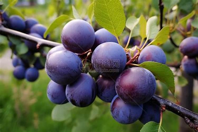 李子树不结果,该怎么办？